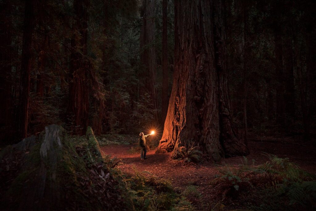 Woman alone in ancient sequoia forest, illuminated